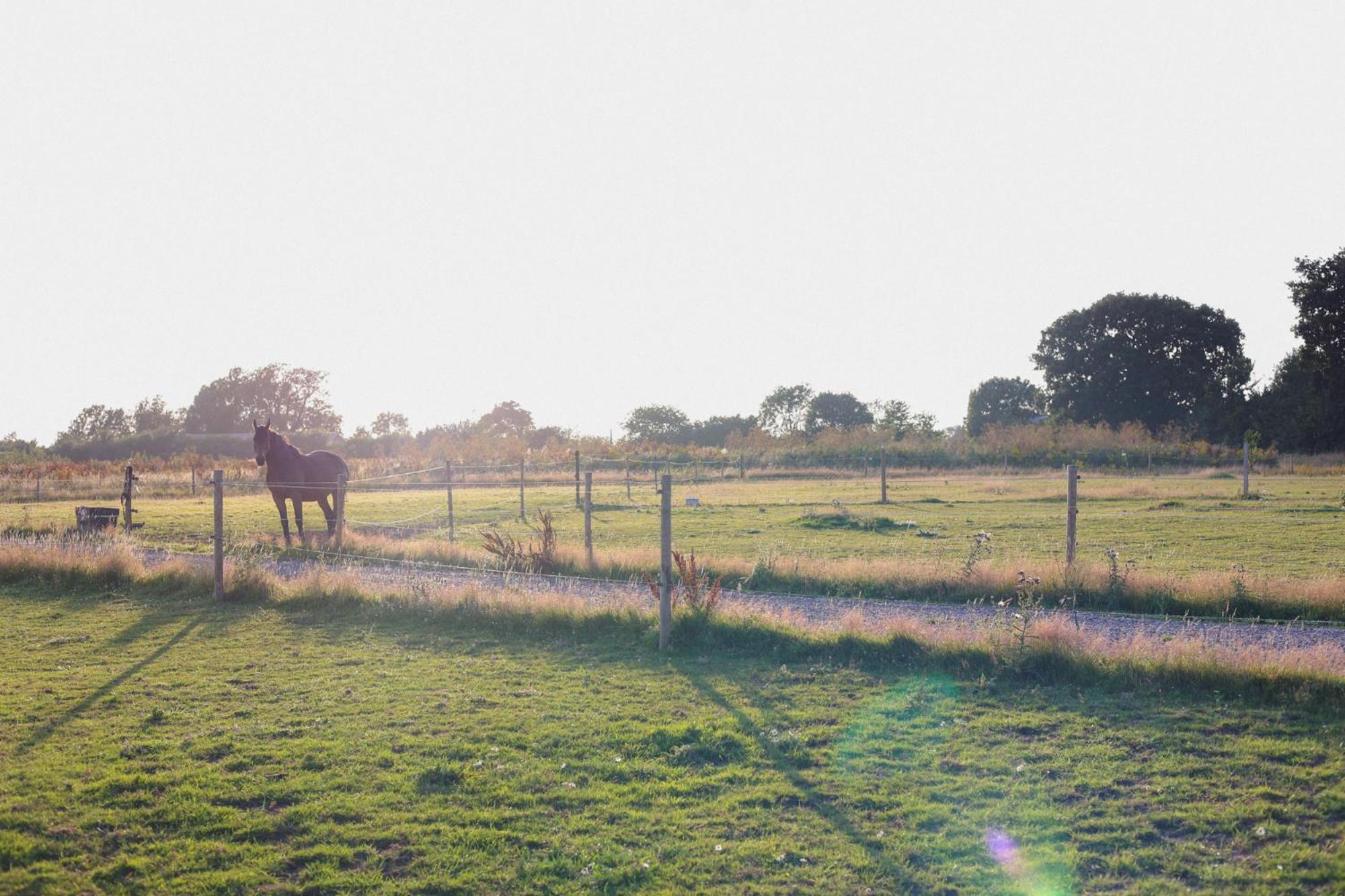Dragonfly Glamping Spa Retreat Ashford  Eksteriør billede